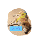 柴犬 コロンちゃん（個別スタンプ：10）