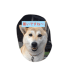 柴犬 コロンちゃん（個別スタンプ：11）