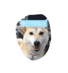 柴犬 コロンちゃん（個別スタンプ：12）