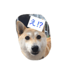 柴犬 コロンちゃん（個別スタンプ：14）