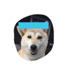 柴犬 コロンちゃん（個別スタンプ：15）