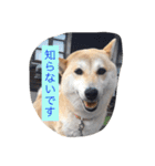 柴犬 コロンちゃん（個別スタンプ：16）