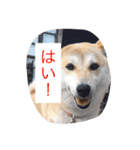 柴犬 コロンちゃん（個別スタンプ：18）