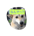 柴犬 コロンちゃん（個別スタンプ：19）