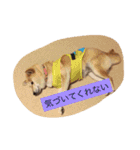 柴犬 コロンちゃん（個別スタンプ：20）