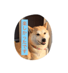 柴犬 コロンちゃん（個別スタンプ：22）