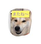 柴犬 コロンちゃん（個別スタンプ：23）