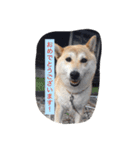 柴犬 コロンちゃん（個別スタンプ：24）