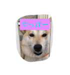 柴犬 コロンちゃん（個別スタンプ：26）