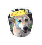 柴犬 コロンちゃん（個別スタンプ：27）