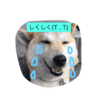 柴犬 コロンちゃん（個別スタンプ：28）