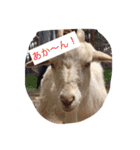 柴犬 コロンちゃん（個別スタンプ：29）