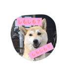 柴犬 コロンちゃん（個別スタンプ：30）