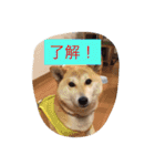 柴犬 コロンちゃん（個別スタンプ：31）