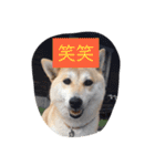 柴犬 コロンちゃん（個別スタンプ：32）