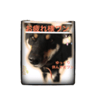 黒柴のケン（個別スタンプ：2）