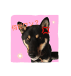 黒柴のケン（個別スタンプ：3）