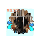 黒柴のケン（個別スタンプ：4）