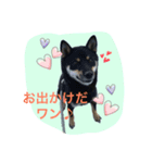 黒柴のケン（個別スタンプ：5）