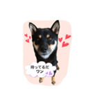 黒柴のケン（個別スタンプ：6）