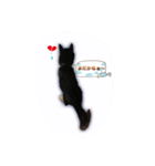 黒柴のケン（個別スタンプ：7）