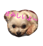 マルチーズのさくら（個別スタンプ：1）