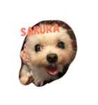 マルチーズのさくら（個別スタンプ：4）