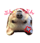 マルチーズのさくら（個別スタンプ：6）