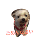マルチーズのさくら（個別スタンプ：8）