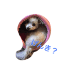 マルチーズのさくら（個別スタンプ：11）