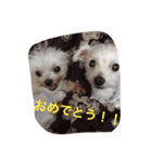 マルチーズのさくら（個別スタンプ：12）
