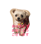 マルチーズのさくら（個別スタンプ：13）