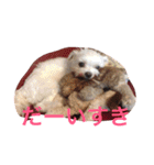 マルチーズのさくら（個別スタンプ：18）