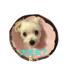 マルチーズのさくら（個別スタンプ：20）