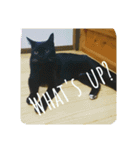 猫さんたちのごあいさつ（個別スタンプ：2）