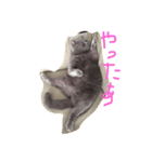 ぽぽちゃん大好き（個別スタンプ：3）