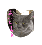 ぽぽちゃん大好き（個別スタンプ：13）