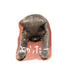 ぽぽちゃん大好き（個別スタンプ：24）