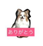 ぺぺきちと仲間（個別スタンプ：3）
