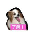 ぺぺきちと仲間（個別スタンプ：5）
