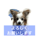 ぺぺきちと仲間（個別スタンプ：6）