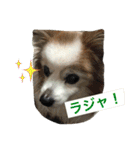 ぺぺきちと仲間（個別スタンプ：7）