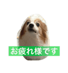 ぺぺきちと仲間（個別スタンプ：10）