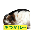 ぺぺきちと仲間（個別スタンプ：11）