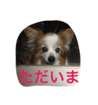 ぺぺきちと仲間（個別スタンプ：12）