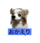 ぺぺきちと仲間（個別スタンプ：13）