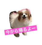 ぺぺきちと仲間（個別スタンプ：14）