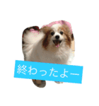 ぺぺきちと仲間（個別スタンプ：15）