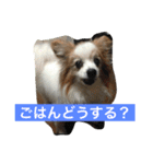 ぺぺきちと仲間（個別スタンプ：16）