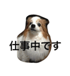 ぺぺきちと仲間（個別スタンプ：17）